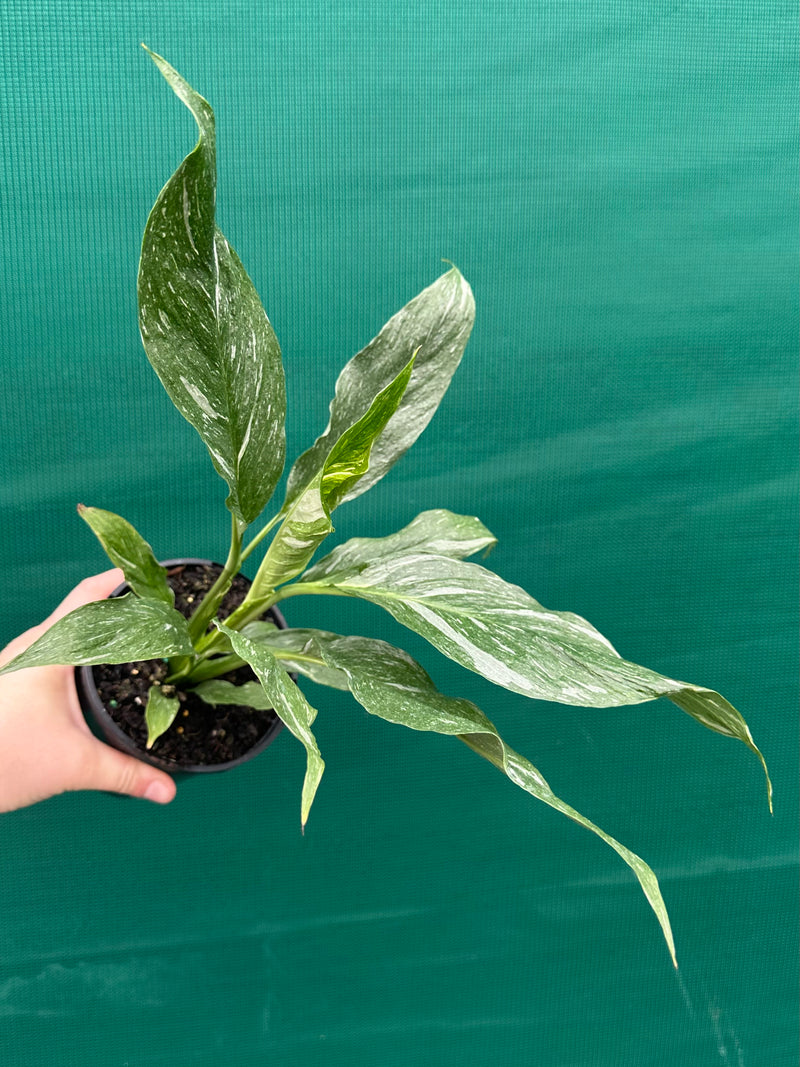 Spathiphyllum ‘Domino’ NEW