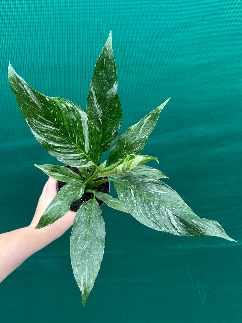 Spathiphyllum ‘Domino’ NEW