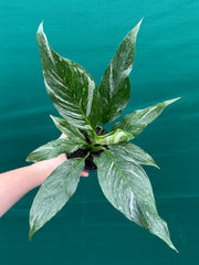 Spathiphyllum ‘Domino’ NEW