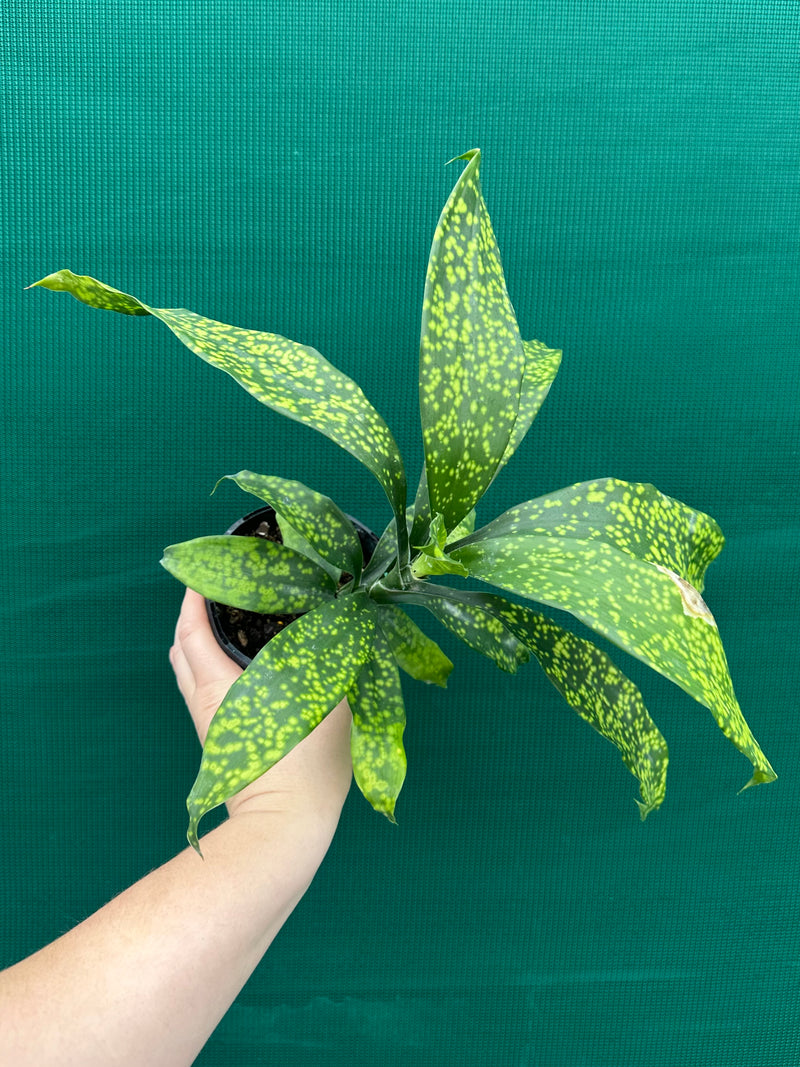 Dracaena cantleyi NEW