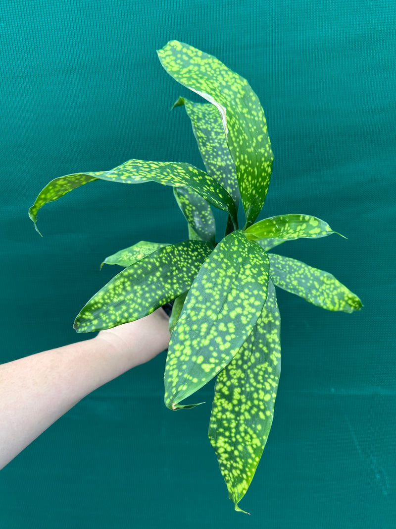 Dracaena cantleyi NEW