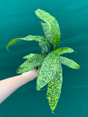 Dracaena cantleyi NEW