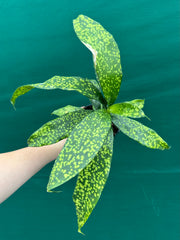 Dracaena cantleyi NEW