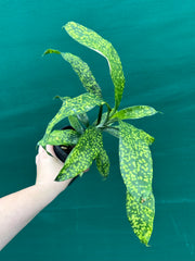 Dracaena cantleyi NEW