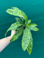Dracaena cantleyi NEW