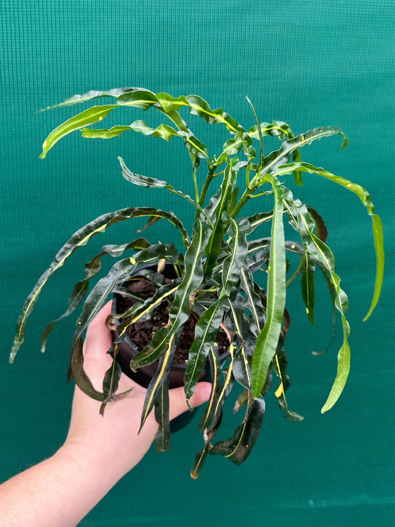 Croton ‘Princess Mary’ NEW