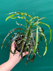 Croton ‘Princess Mary’ NEW