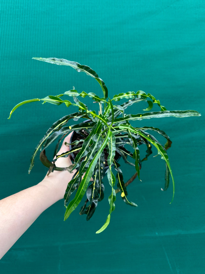 Croton ‘Princess Mary’ NEW