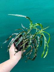 Croton ‘Princess Mary’ NEW