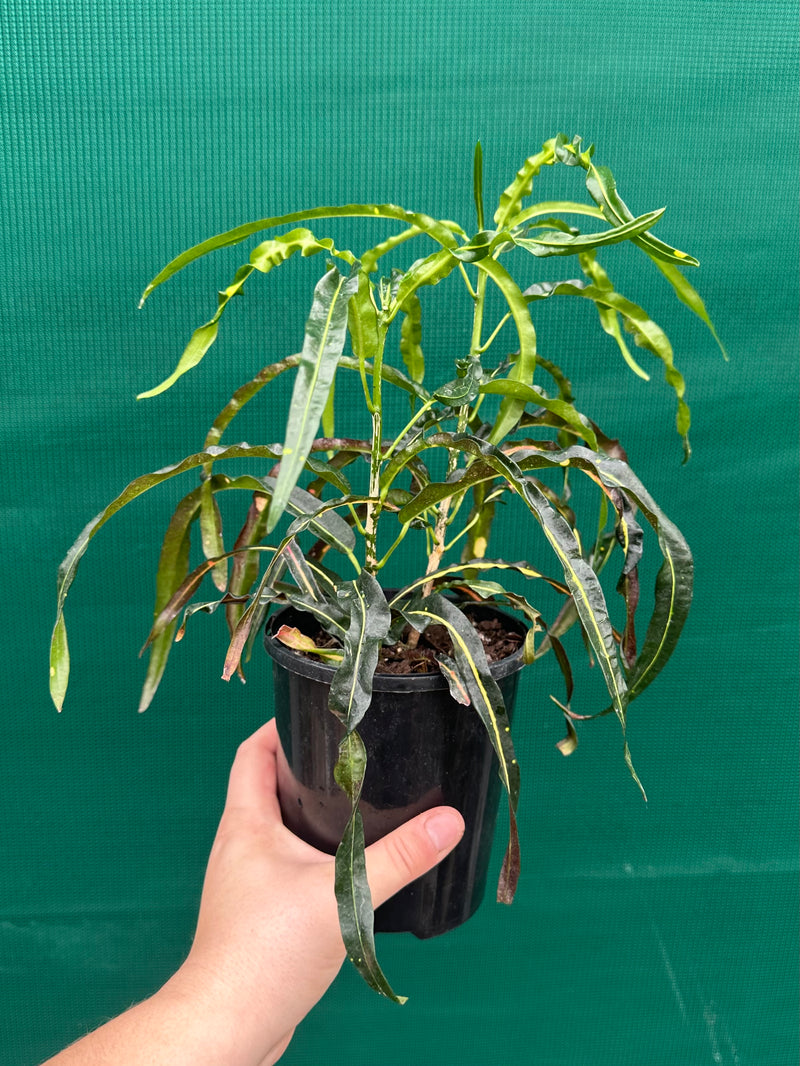 Croton ‘Princess Mary’ NEW