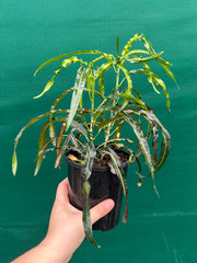 Croton ‘Princess Mary’ NEW