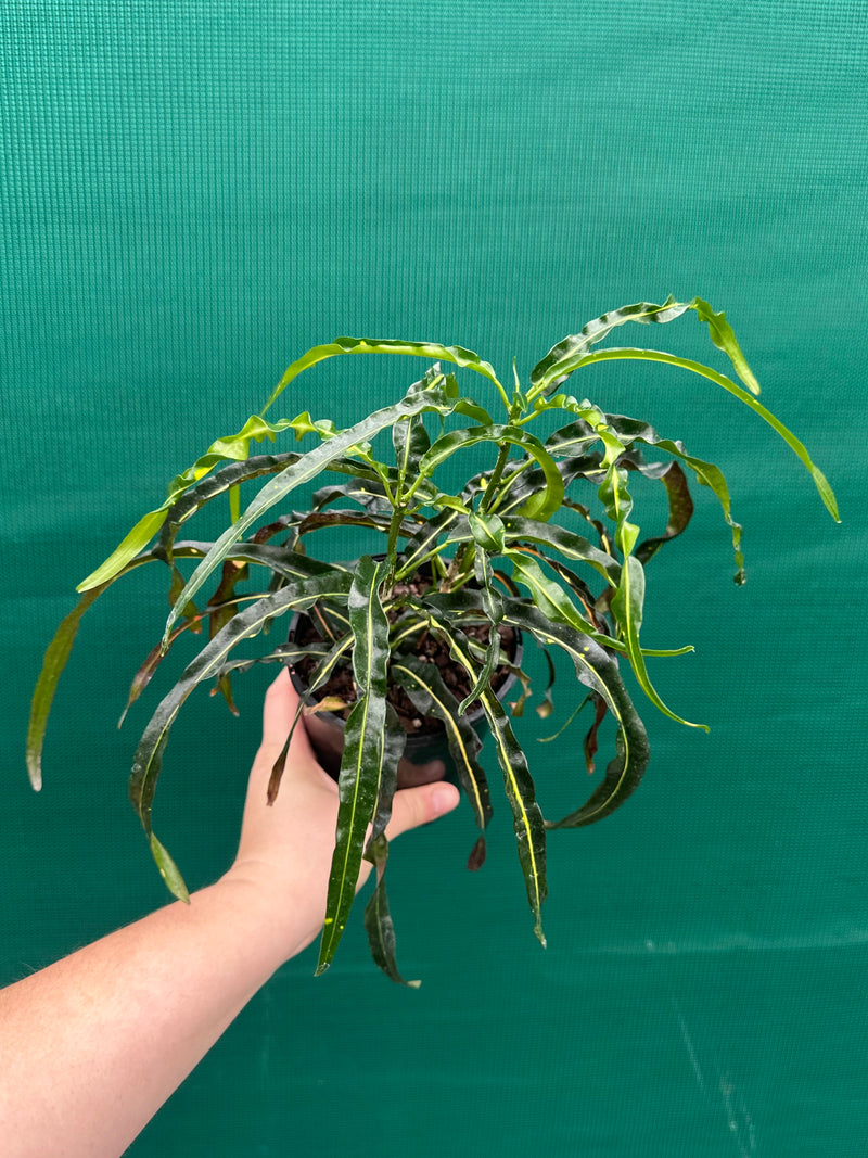 Croton ‘Princess Mary’ NEW