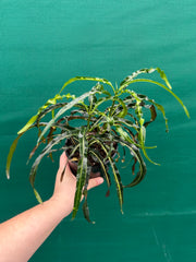 Croton ‘Princess Mary’ NEW