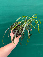 Croton ‘Princess Mary’ NEW