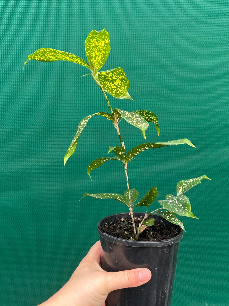 Dracaena surculosa NEW
