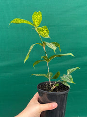 Dracaena surculosa NEW