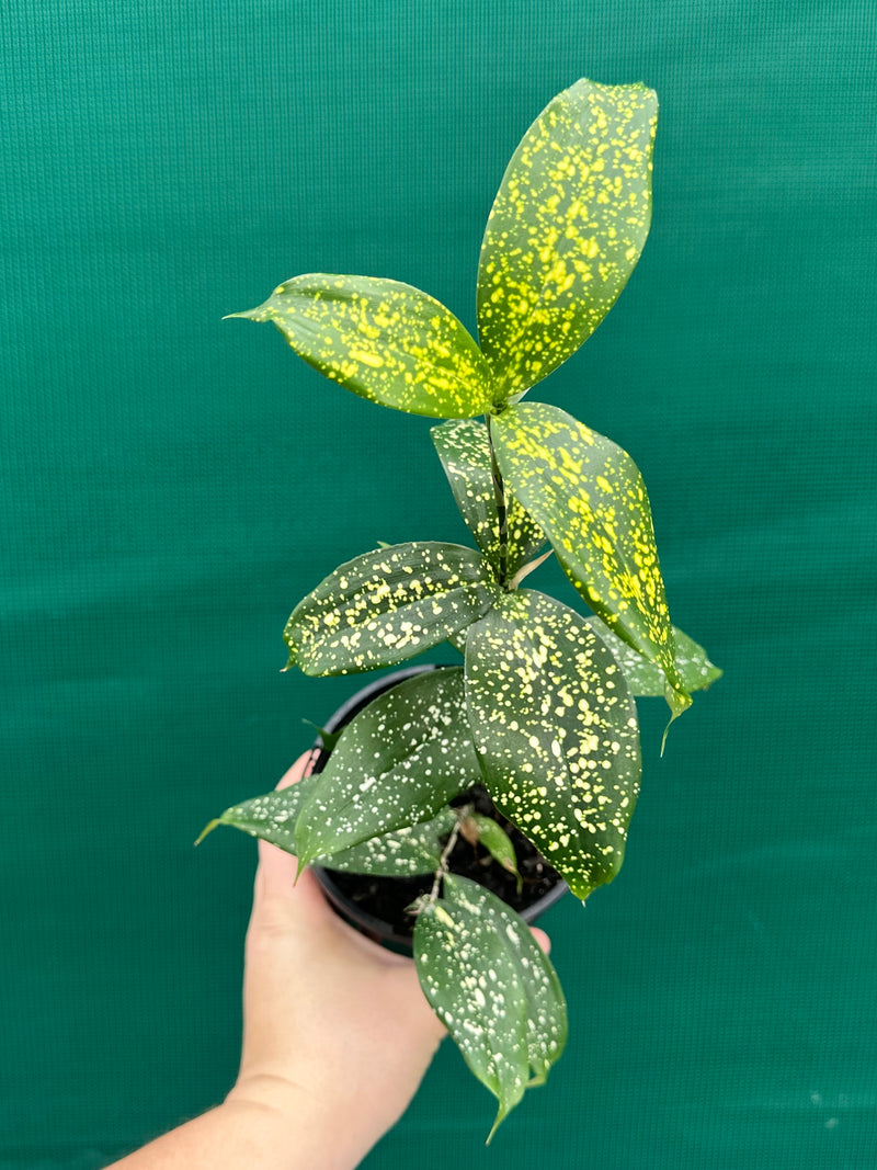 dracaena florida beauty humidity Dracaena surculosa 'Florida Beauty'