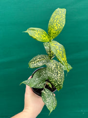 Dracaena surculosa NEW