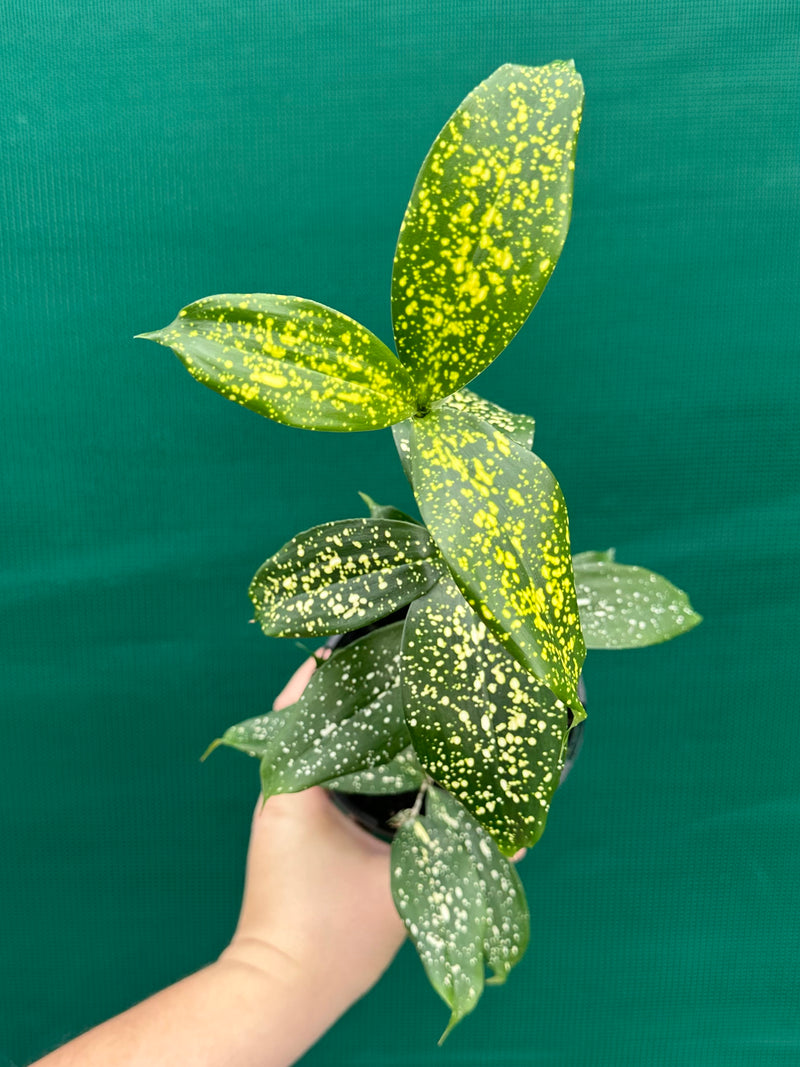 dracaena surculosa 'florida beauty Dracaena surculosa 'Florida Beauty'