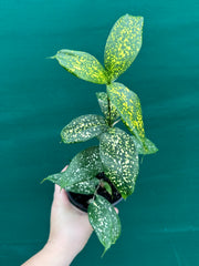 Dracaena surculosa NEW