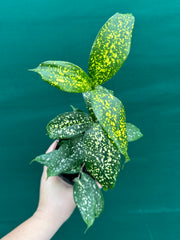 Dracaena surculosa ‘Florida Beauty’ NEW