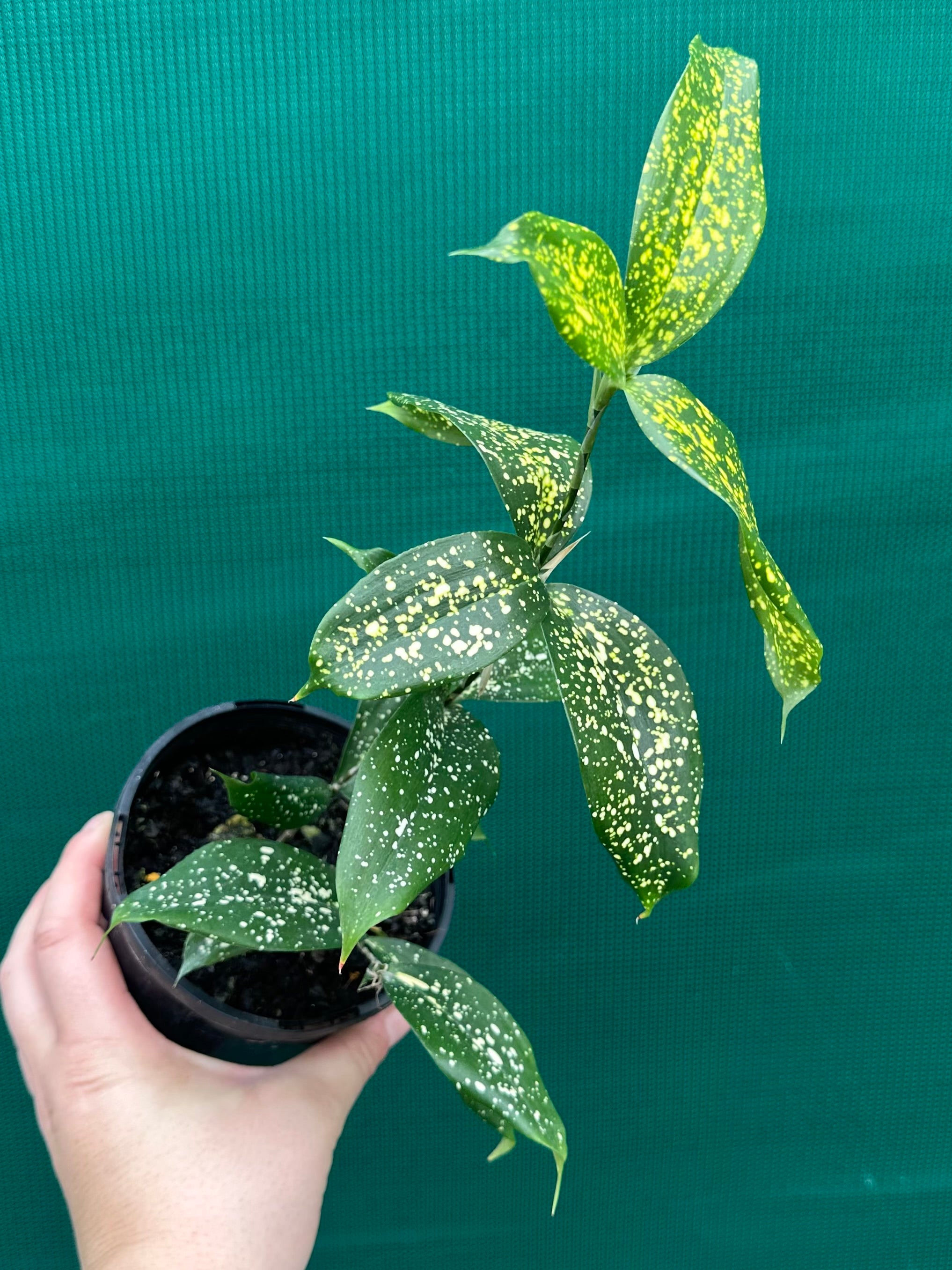 dracaena varieties australia Dracaena surculosa 'Florida Beauty'