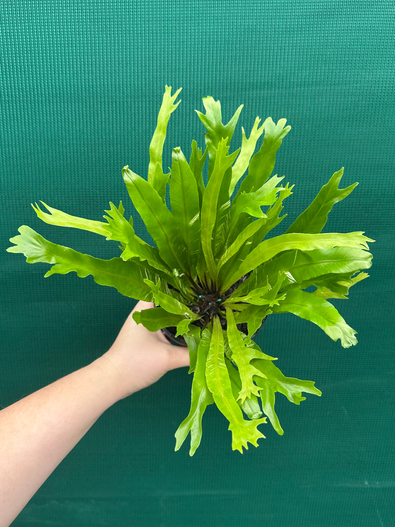 Asplenium Nidus variegata