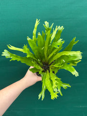 Asplenium Nidus variegata