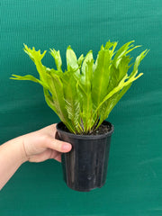 Asplenium Nidus variegata