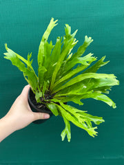 Asplenium Nidus variegata