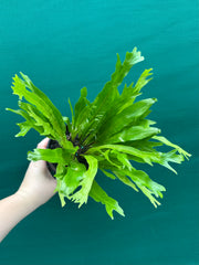 Asplenium Nidus variegata