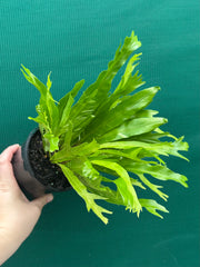 Asplenium Nidus variegata