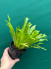 Asplenium Nidus variegata