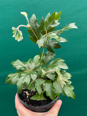 Cissus 'Ellen Danica' NEW