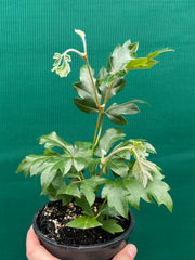 Cissus 'Ellen Danica' NEW