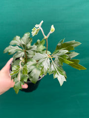 Cissus 'Ellen Danica' NEW