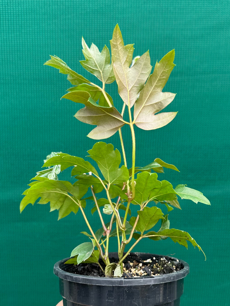 Cissus 'Ellen Danica' NEW