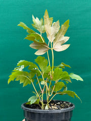 Cissus 'Ellen Danica' NEW
