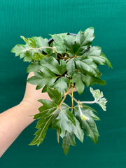Cissus 'Ellen Danica' NEW