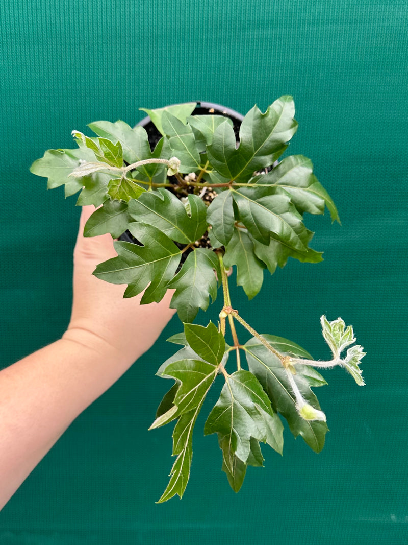 Cissus 'Ellen Danica' NEW