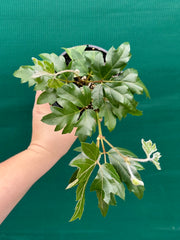 Cissus 'Ellen Danica' NEW