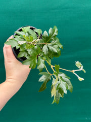 Cissus 'Ellen Danica' NEW