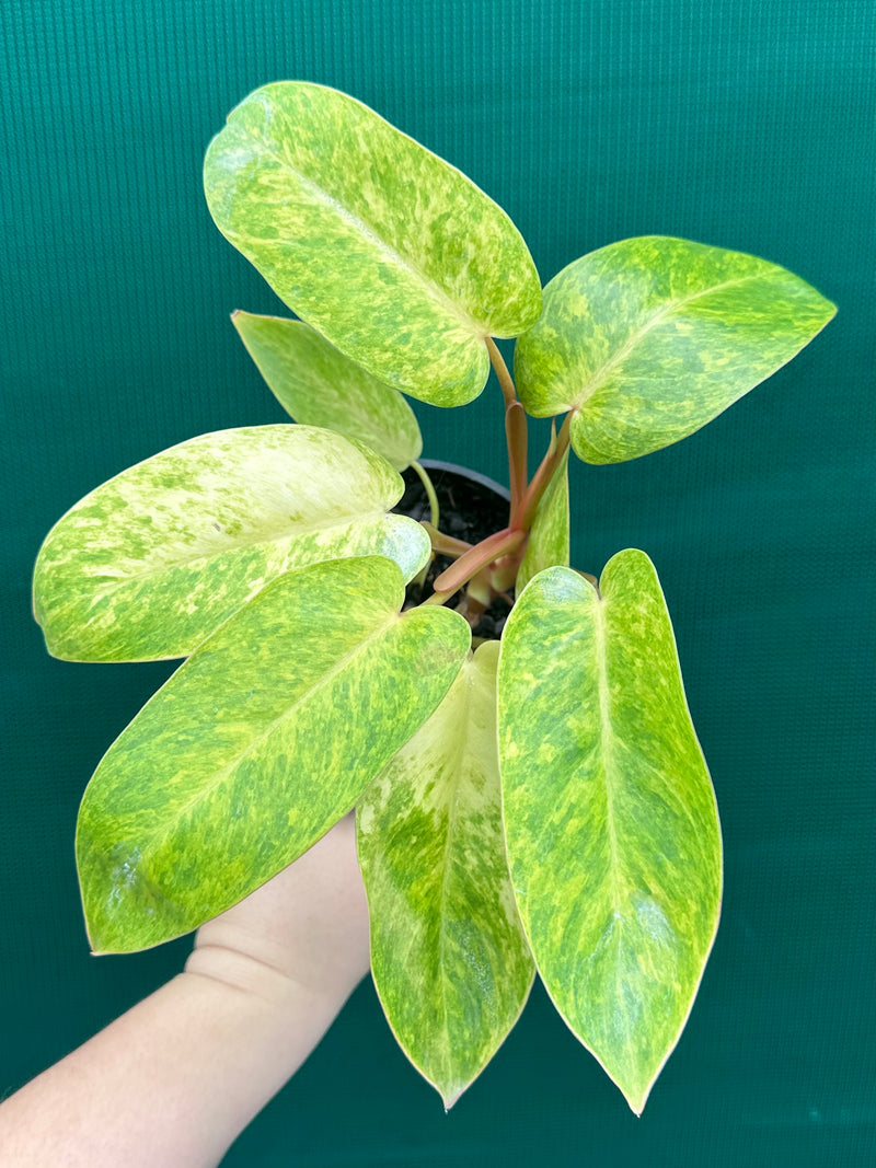 Philodendron ‘Painted Lady’