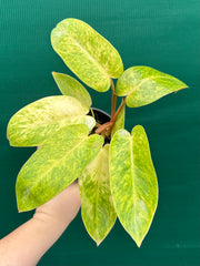 Philodendron ‘Painted Lady’