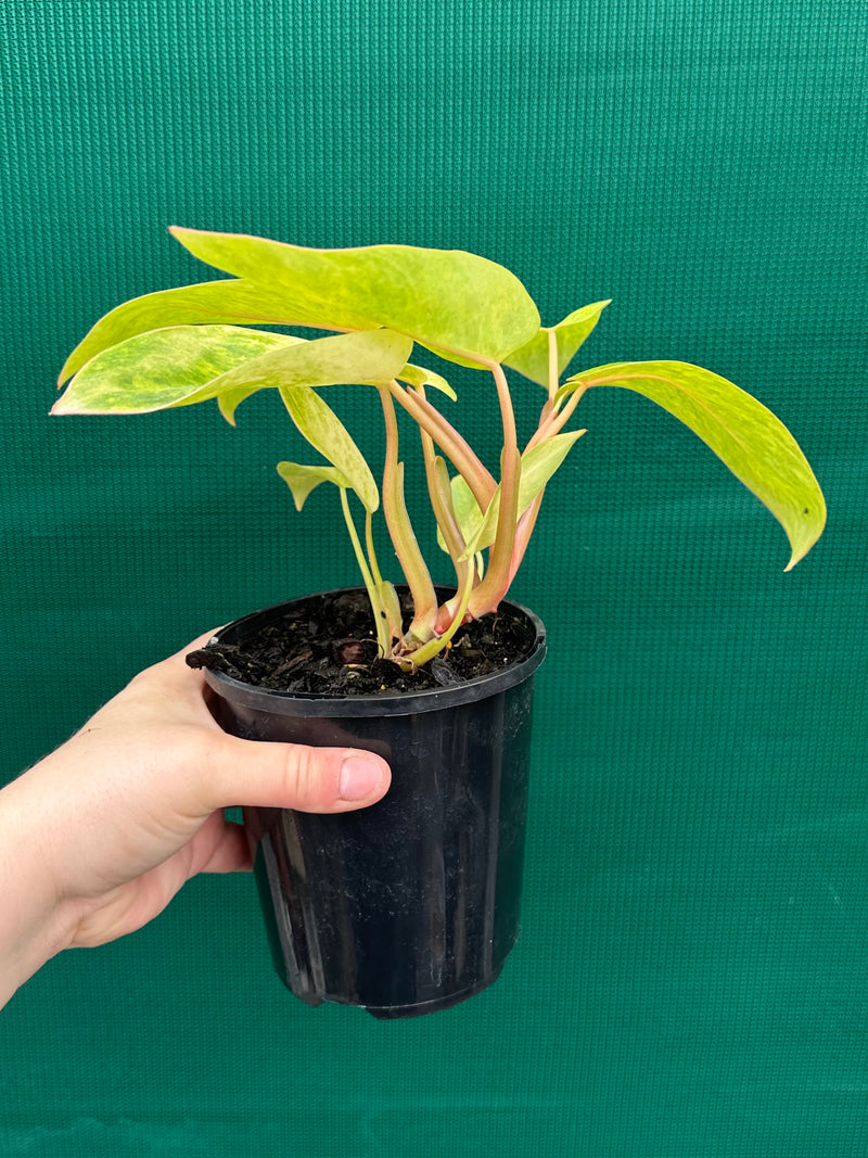 Philodendron ‘Painted Lady’