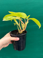 Philodendron ‘Painted Lady’