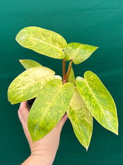 Philodendron ‘Painted Lady’