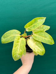 Philodendron ‘Painted Lady’