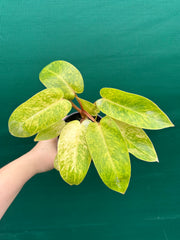 Philodendron ‘Painted Lady’