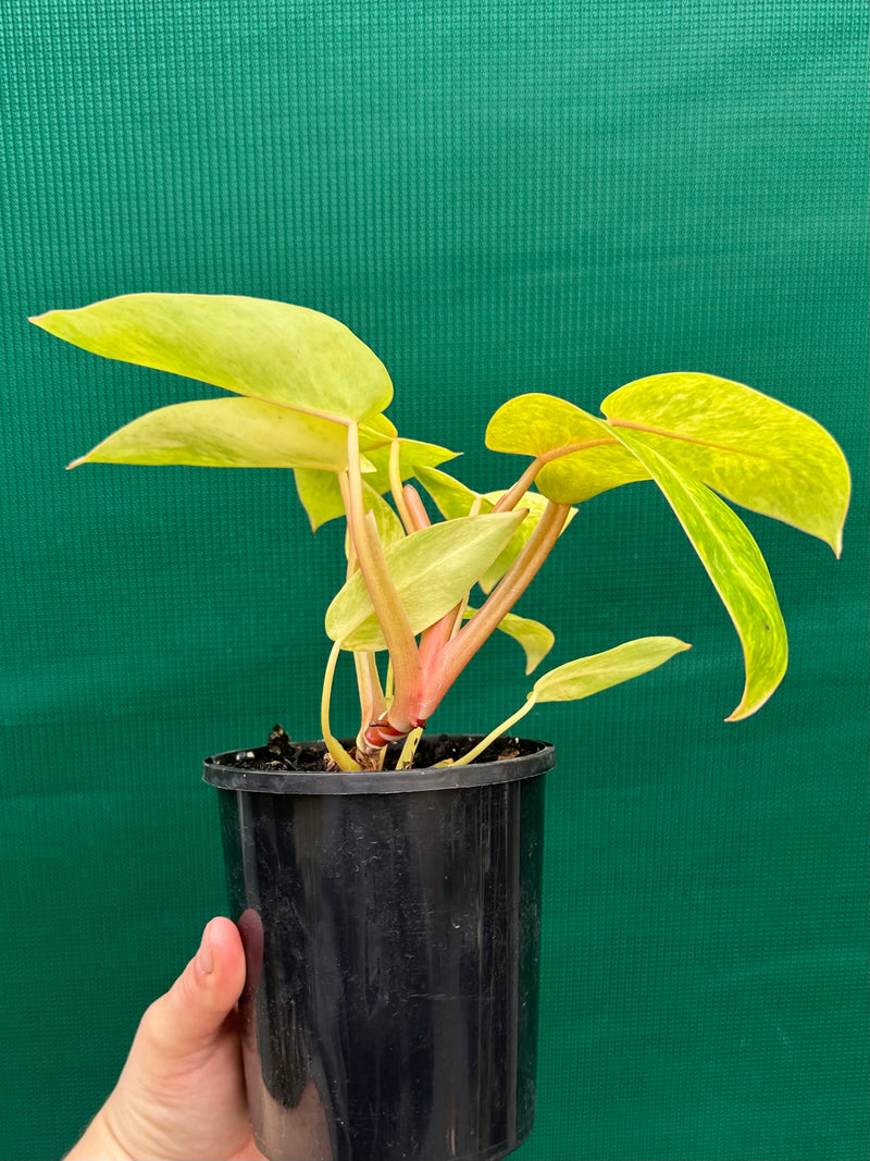 Philodendron ‘Painted Lady’